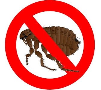 Блохи и то, как они раздражают спящих мишек