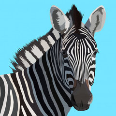 zebraxxx