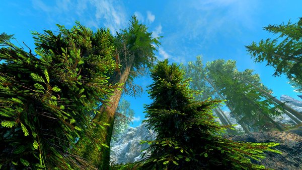 Сосны, ели и неба синь.. SkyrimSE (сборка 6.0)