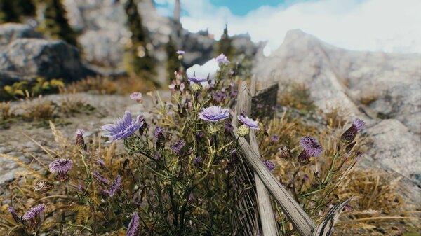 Цветок у ограды.. Skyrim SE (сборка 7.0)