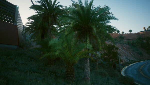 Пальмы.. Cyberpunk 2077 глазами Windfire