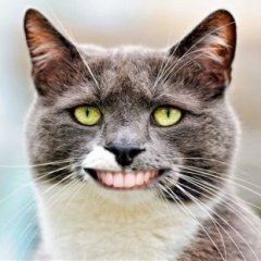 Беглый Синт