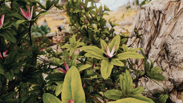 Прекрасные цветы.. Skyrim SE (Тропики 7.0)