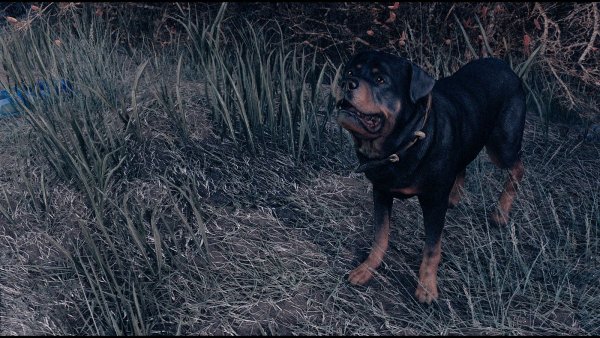 Пес.. Fallout-4 (Сборка 9.0)