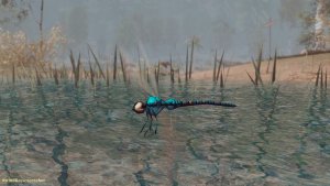 Стрекоза над водой.. SKYRIM AE (Сборка 15)