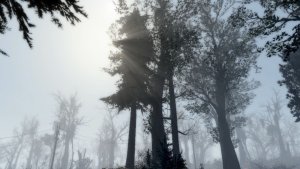 Пейзаж.. Fallout-4 (Сборка 12)